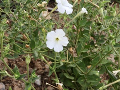 Petunia axillaris