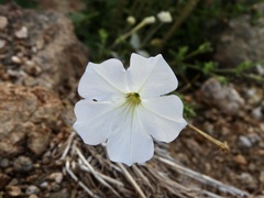 Petunia axillaris