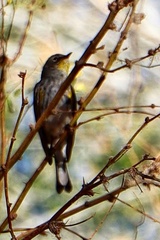 Setophaga coronata