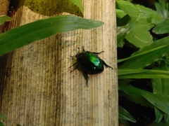 Lagochile emarginata