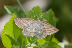 Perconia strigillaria