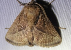 Natada fusca