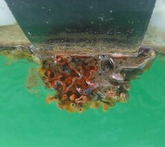 Schizoporella errata