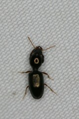 Dyschirius sphaericollis