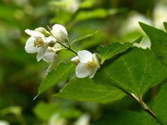 Philadelphus incanus