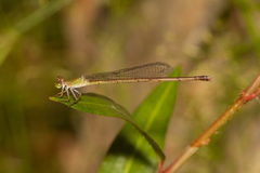 Ceriagrion aeruginosum