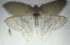 Chloropteryx opalaria