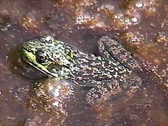 Lithobates septentrionalis