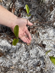 Geobalanus oblongifolius