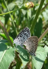 Leptotes cassius cassius