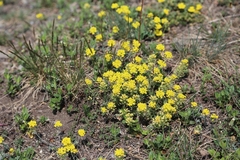 Alyssum montanum