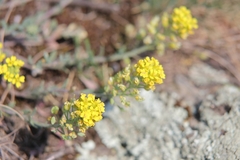 Alyssum montanum