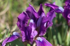 Iris pumila