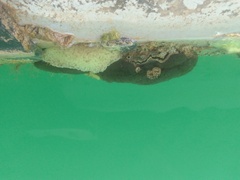 Aplidium turbinatum