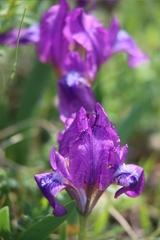 Iris pumila