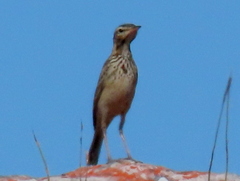 Anthus nicholsoni