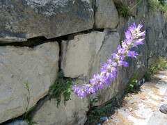 Campanula spicata