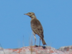 Anthus nicholsoni