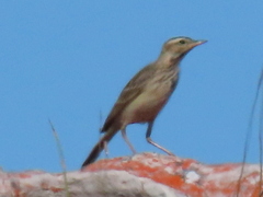 Anthus nicholsoni