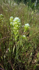 Castilleja lineariloba