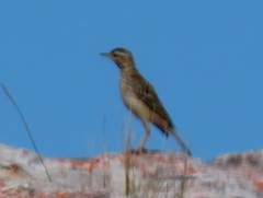 Anthus nicholsoni