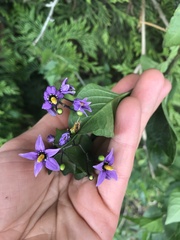 Solanum dulcamara