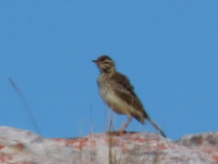 Anthus nicholsoni