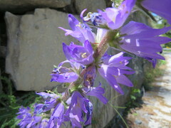 Campanula spicata