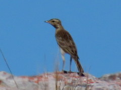 Anthus nicholsoni
