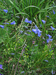 Campanula tatrae