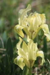 Iris pumila