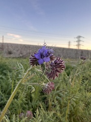 Phacelia distans