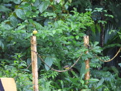 Myiozetetes cayanensis