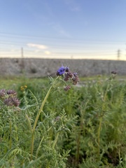 Phacelia distans