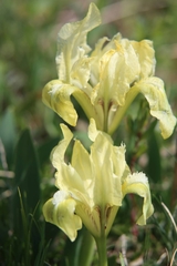 Iris pumila