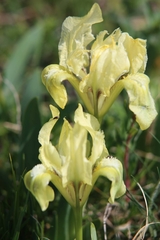 Iris pumila