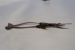 Ecklonia maxima