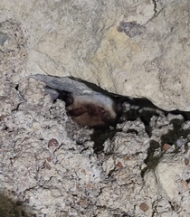 Myotis daubentonii