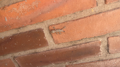 Hemidactylus turcicus