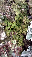 Pleurosticta acetabulum