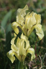 Iris pumila