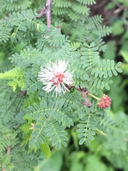 Mimosa texana