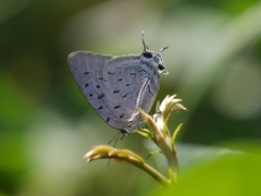 Pseudolycaena damo
