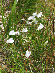Campanula tatrae