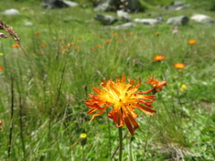 Crepis aurea