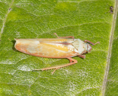Cicadellini