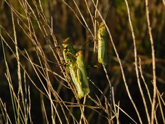 Zoniopoda tarsata