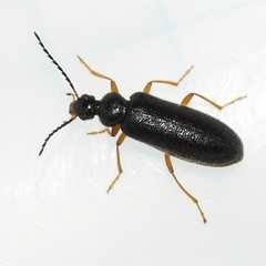 Pedilus lugubris