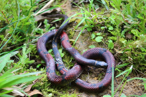 Photo of a Guatemala Neckband Snake (Scaphiodontophis annulatus)