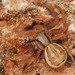 Xysticus erraticus - Photo (c) wp-polzin,  זכויות יוצרים חלקיות (CC BY-NC)